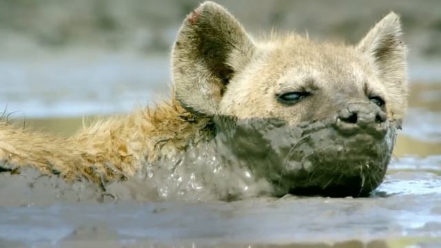 Не Выкапывайте Птиц, Если Они Закапывают Себя Заживо смотреть онлайн