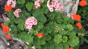 Посадка пеларгонии в открытый грунт. Когда, куда и как.