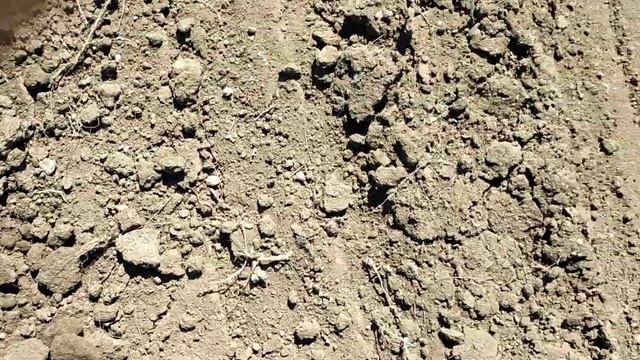 Закрытие влаги бороной зубовой однорядной (22 м) в Есильском районе (01.05.2021 г.) смотреть онлайн