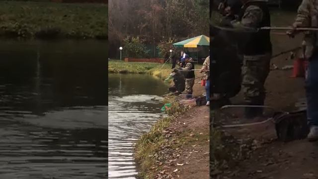 Голицыно Fish смотреть онлайн
