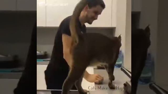 Первый короткошерстный мейнкун кошки делают меня счастливым/ Shorthair MaineCoon Cats Make Me Happy