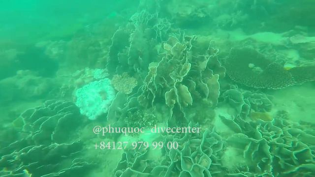 ДАЙВИНГ С ДЕТЬМИ НА ФУКУОКЕ смотреть онлайн