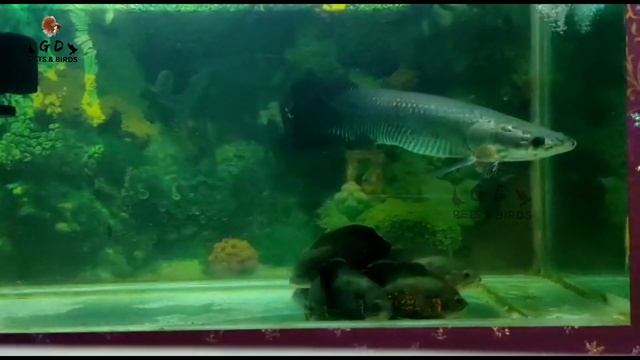 Arapaima facts and breeding | Awesome fishes | Monster fish смотреть онлайн