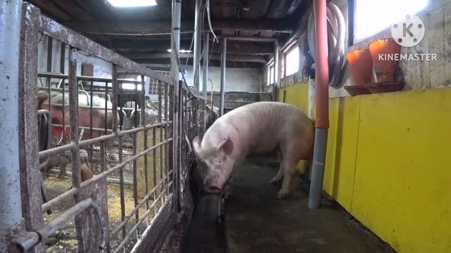 ‼️Зарабатываю МИЛЛИОНЫ на свиноводстве ‼️или свиньи как бизнес ‼️ смотреть онлайн