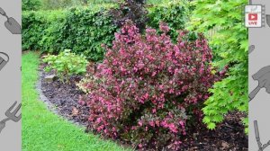 Цветущие кустарники которые не радуют.Часть 3. Вейгела