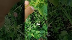 Виноград Монарх весь осыпался