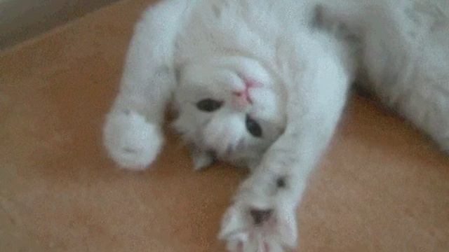 Лапки смотреть онлайн