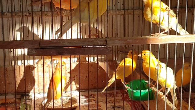 Канарейки 23 августа 2021 г. смотреть онлайн