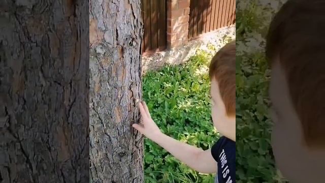 Паук крестовик 2