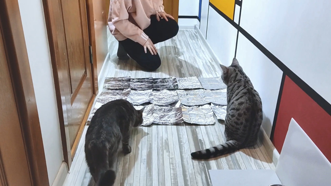 Кошки боятся фольги! Миф или Реальность?