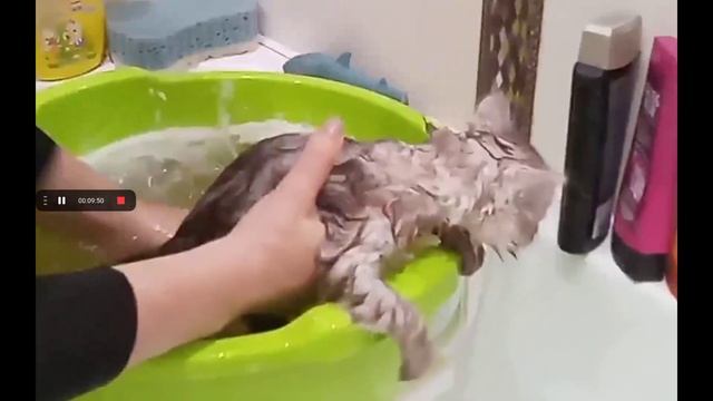 История про моего кота Кокоса. смотреть онлайн