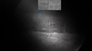 Три шакала на манок