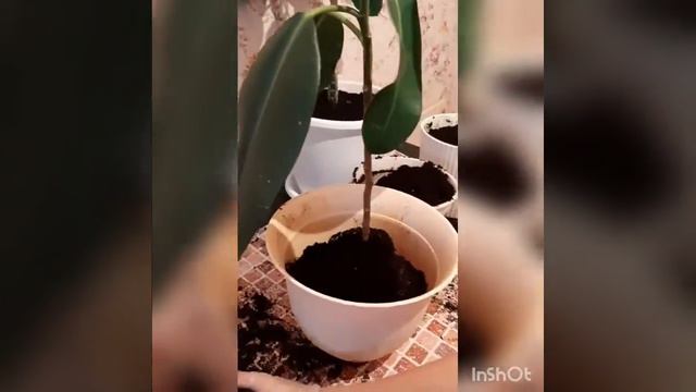 Фикус гулун чон идишке отургузабыз смотреть онлайн