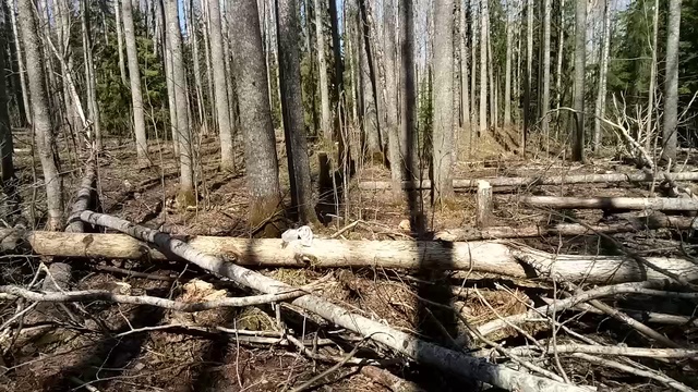 Лоси на солонце# 3 смотреть онлайн