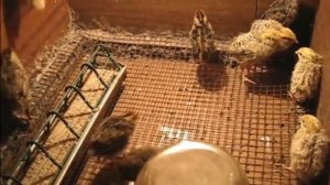 Содержание Перепелов- с чего начать