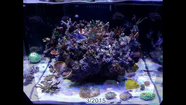 My Pet Rock and Friends - 1 Year Journey смотреть онлайн