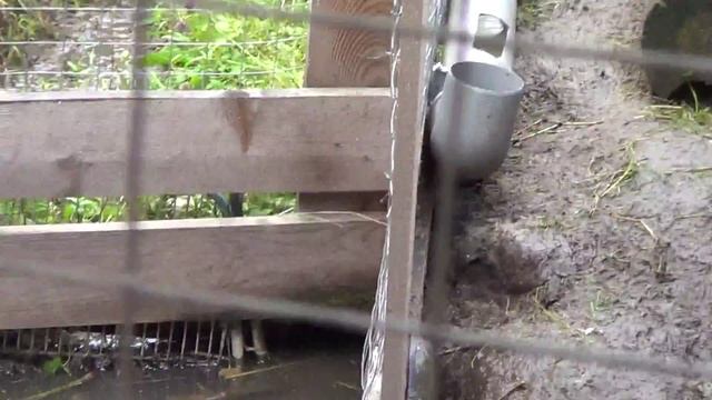 Мускусные утки и утята очень любят плавать смотреть онлайн
