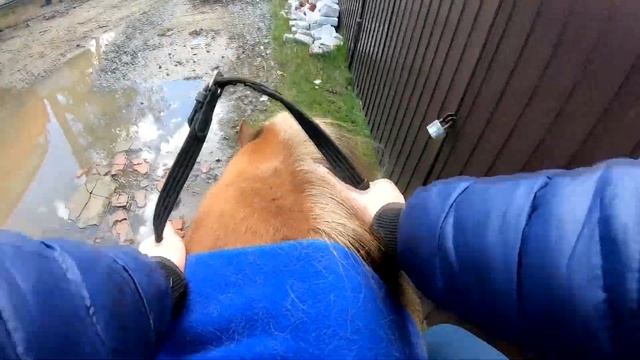 VLOG Пора делать копыта... смотреть онлайн