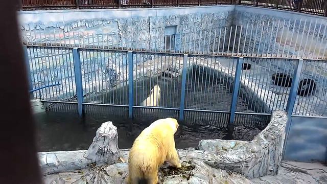 Зоопарк Екатеринбург смотреть онлайн