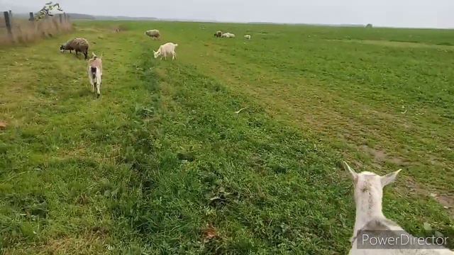 Отдыхаю. Пасу индюков да овец смотреть онлайн