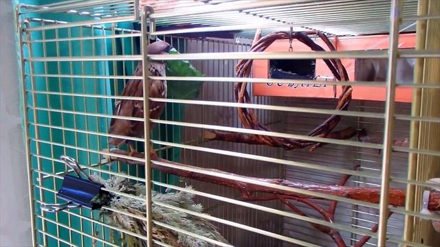 УБОРКА КЛЕТКИ ПОПУГАЕВ. Как выглядит гнездо воробья Тоши. смотреть онлайн