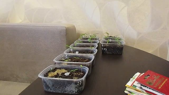 Основные причины плохой всхожести семян томатов.25.03.2019 смотреть онлайн