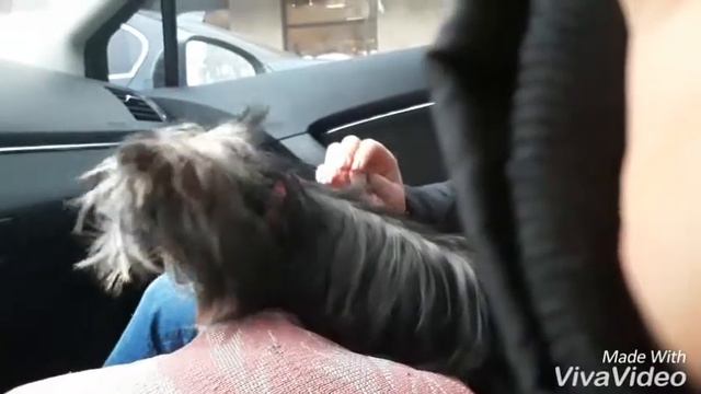 Мы говорим "прощай" молочным зубам смотреть онлайн