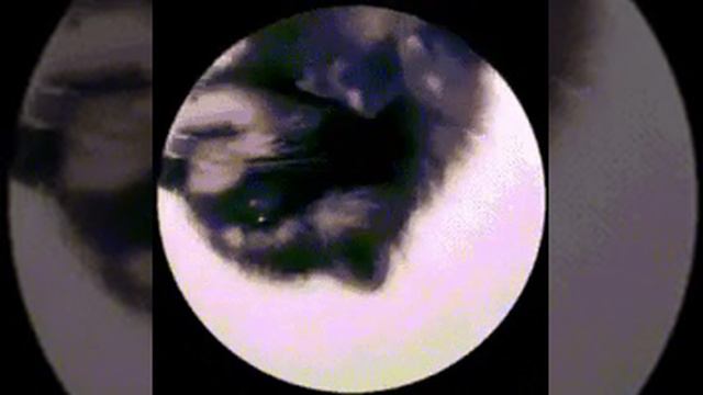 Педро педро смотреть онлайн