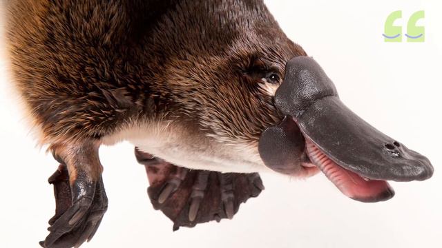 БЕЛӘСЕМ КИЛӘ: үрдәкборын / Утконос / Duckbill смотреть онлайн