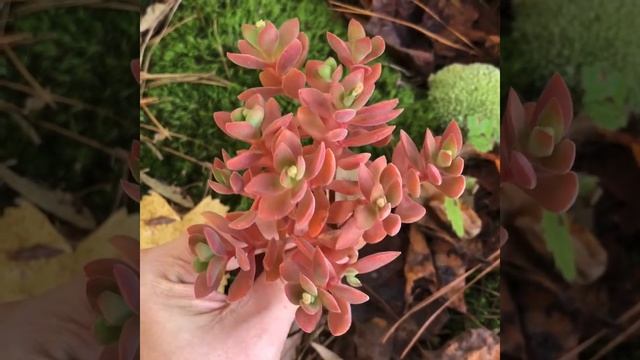 Crassula Atropurpurea Var. Watermeyer