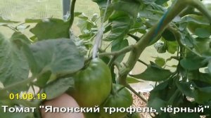 Шикарный томат Японский трюфель чёрный