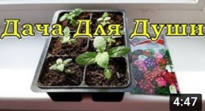 СЕКРЕТЫ выращивания ВЕРБЕНЫ из семян ⚘⚘⚘