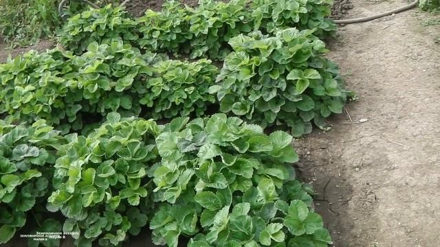 КОГДА УКРЫВАТЬ КЛУБНИКУ НА ЗИМУ .ВАЖНО НЕ УПУСТИТЬ ЭТОТ МОМЕНТ смотреть онлайн