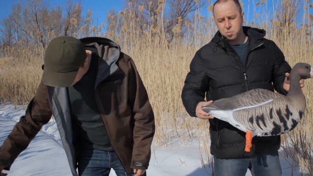 Обзор гусиных чучел GHG, DSD, AVIAN-X и Полесник. Бонус - живые гуси!