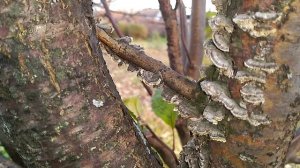 Гриб - Трутовик на участке. Спасаем деревья. Интересные факты о трутовиках.