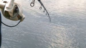 Как правильно ловить на бомбарду. Ловля бомбардой весеннего голавля в период запрета