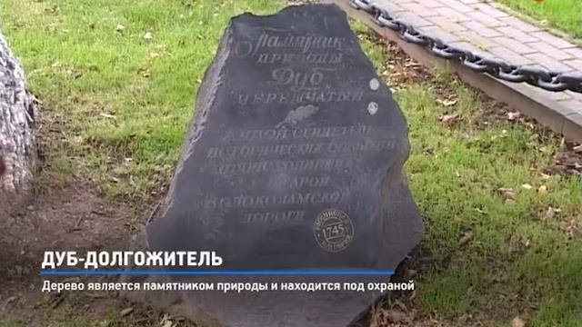 КРТВ. Дуб-долгожитель смотреть онлайн