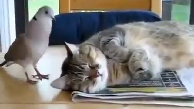 Голубь мучает толстого котэ :О.flv смотреть онлайн