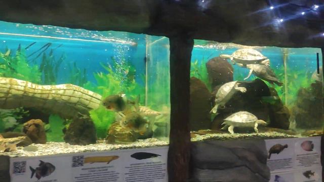 #крым #2023 #алушта #аквариум #путешествия #природа #рыбы смотреть онлайн