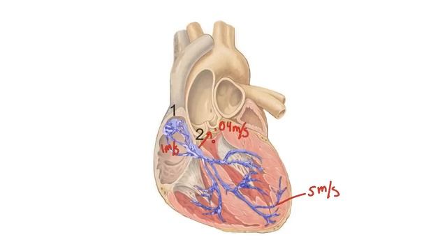 Action Potentials and Contraction in Cardiac Muscle Cells смотреть онлайн
