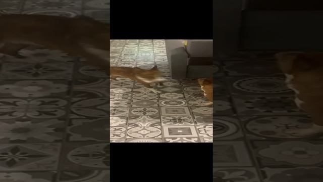 Вася и Салли первая встреча