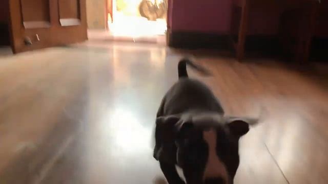 American Pitbull Terrier X American Bully Mix Breed Dog 4 Months Transformation