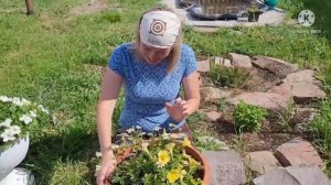 ЦВЕТОЧНЫЕ КОМПОЗИЦИИ в кашпо и вазонах как составить, обзор, опыт и советы от Ани