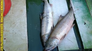 Проверка сетей. Лов осенней кеты(лосось).avi