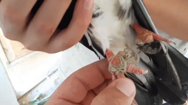 ТРОГАТЕЛЬНАЯ история одного ГОЛУБЯ! смотреть онлайн