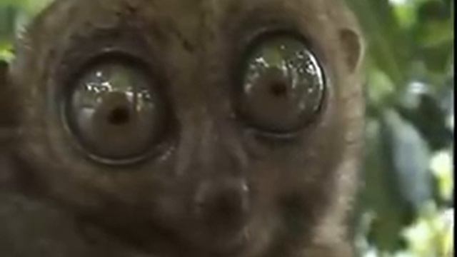 Лемур удивляется смотреть онлайн