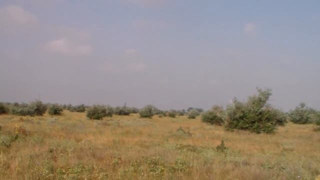 Крым. Степь / Засуха / Лох Золотистый смотреть онлайн