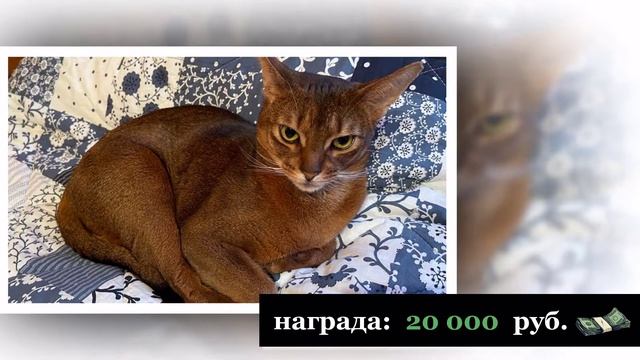 Абиссинская кошка пропала в солнечногорском районе
