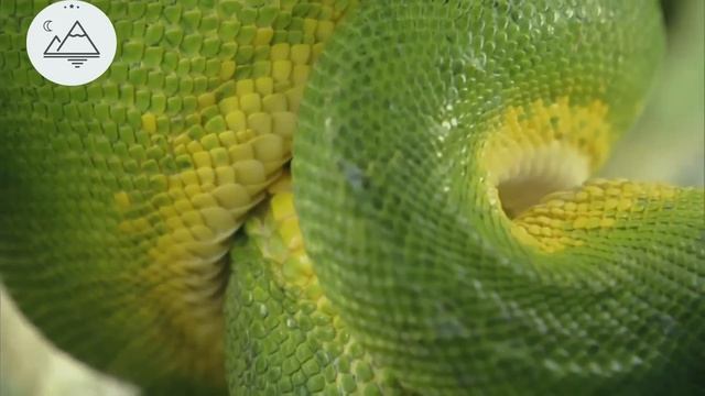 Анаконда 2 - серия смотреть онлайн