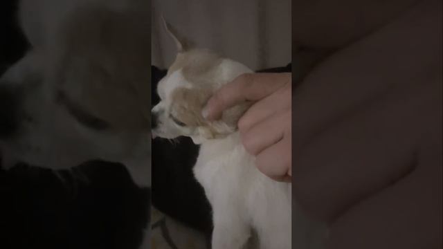 Наша любимая девочка|лучшая порода собак|самая умная собака